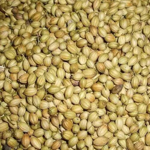 100% Pure And Organic A Grade Coriander Seeds