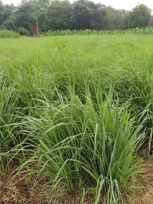 Easy To Grow Green Lemon Grass