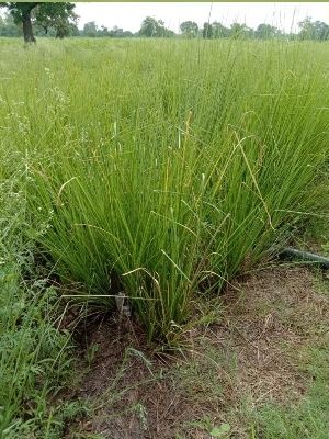 Green Vetiver Root