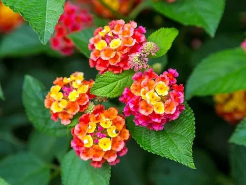 100% Natural Herbal Lantana Flower Plant