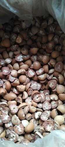 areca nut 