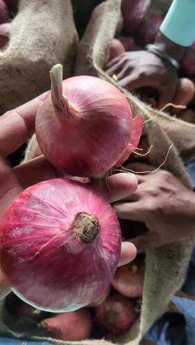 A Grade Round Shape Fresh Red Onion