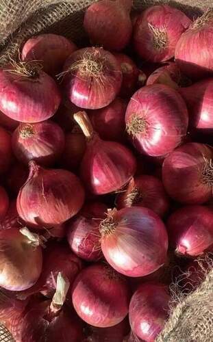 Pesticide Free Farm Fresh Red Onion