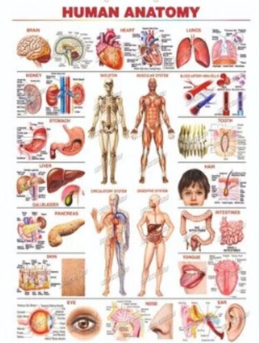 Human Anatomy Charts