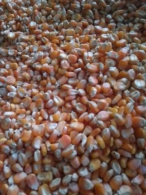 Rich In Protein Yellow Maize