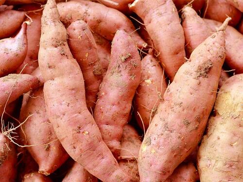 Organic Sweet Potatoes 