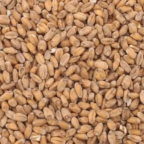 Wheat Grain