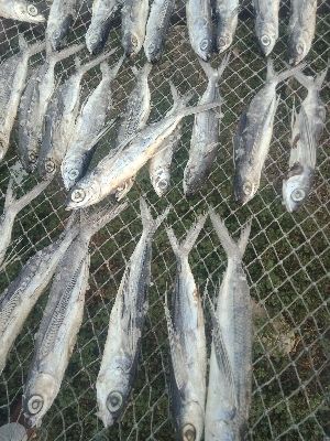 Dry Fish