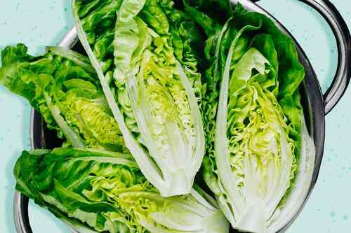 Fresh Lettuce Romaine