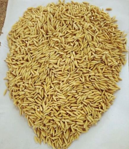 paddy seed                                                     