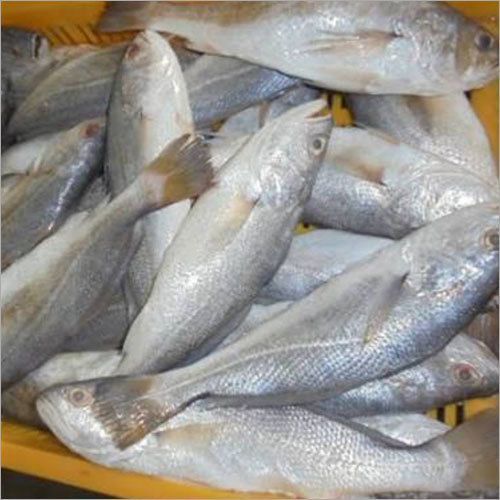 Fresh Silver Croaker Fish