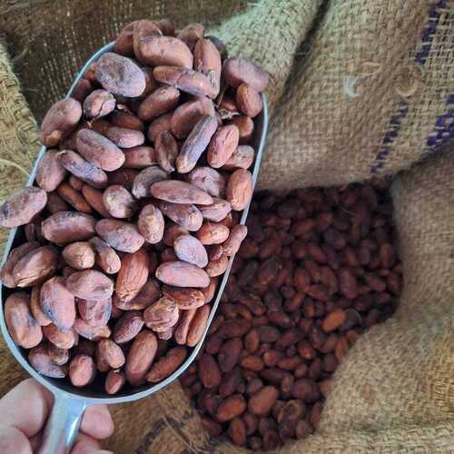 Dried Cocoa Beans