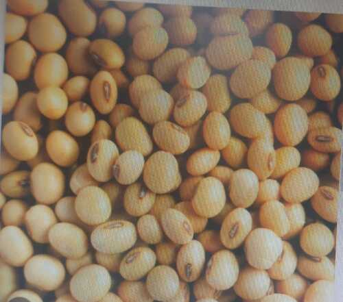 Soya Beans 