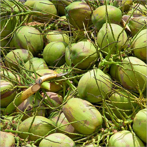 A Grade 100 Percent Purity Common Cultivation Whole Fresh Young Green Tender Coconut