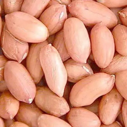 Indian Origin Jumbo Size Peanuts