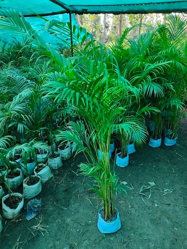 Well Drained Dypsis Lutescens Green Areca Palm Plant