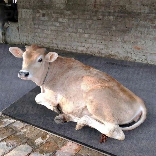 Brown High Milking Jersey cow
