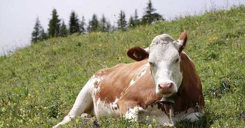 High Milk Cross Breed Cows