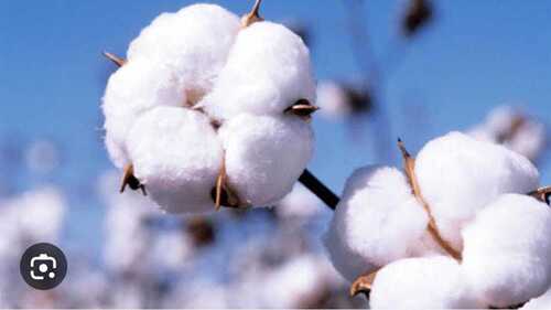 Raw Cotton 