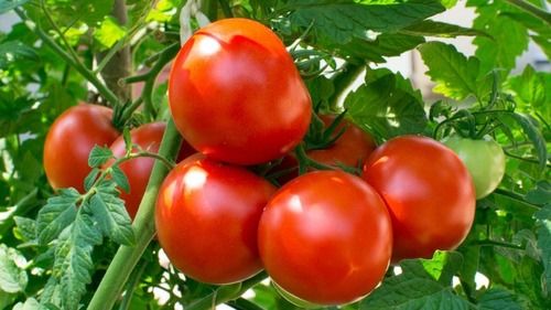 tomato tree 