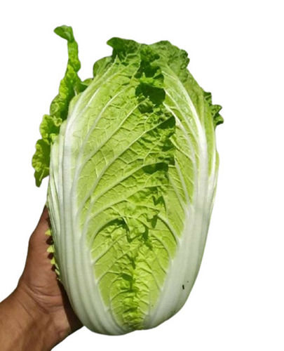 Green Chinese Cabbage