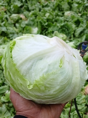 Green Lettuce - 100% Pure, A Grade, Green Color | Preservatives-Free, Health Friendly, Nutrition Enriched, Impeccable Taste, Pesticide-Free