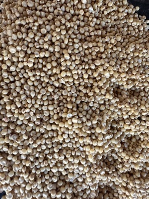 white sorghum