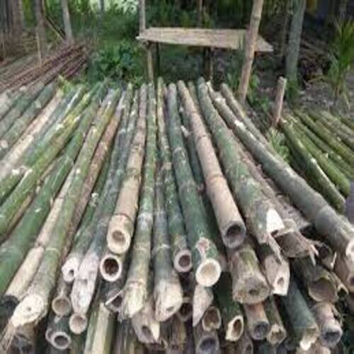 Wholesale Natural Green Straight Bamboo Pole - Bamboo Cane with Competitive  Price for Sale - China Bamboo Pole and Bamboo Sticks price