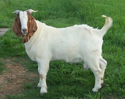 Goat Production 