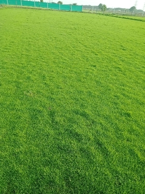 Lawn Grass - Feature: Eco-Friendly