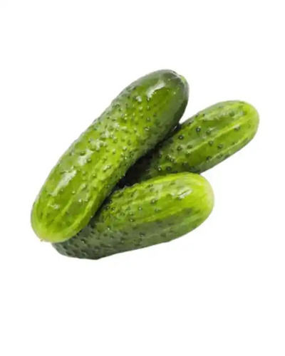 Cold Storage Green Cucumber