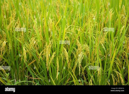 NSA GLOBAL RICE 