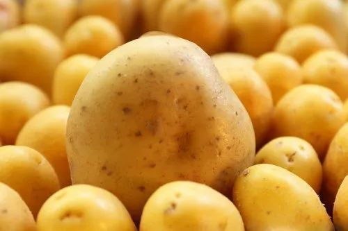 Organic Premium Fresh Potato