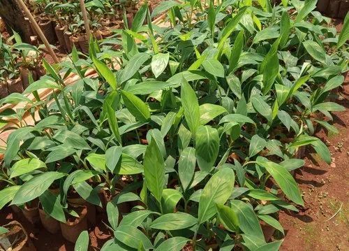 Yelakki Banana Plants