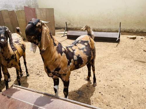 Healthy And Nutritious Sirohi Goat