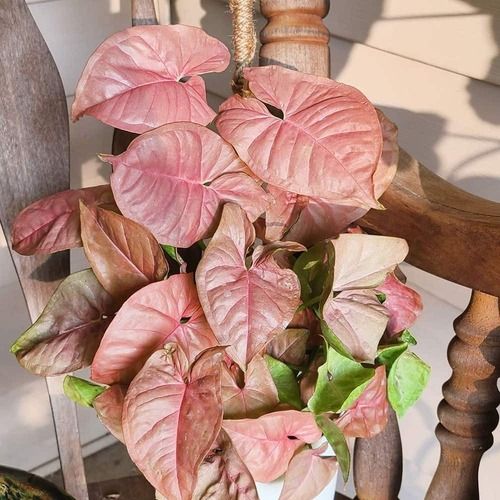 Syngonium Pink Miniature Plant For Nursery And Garden