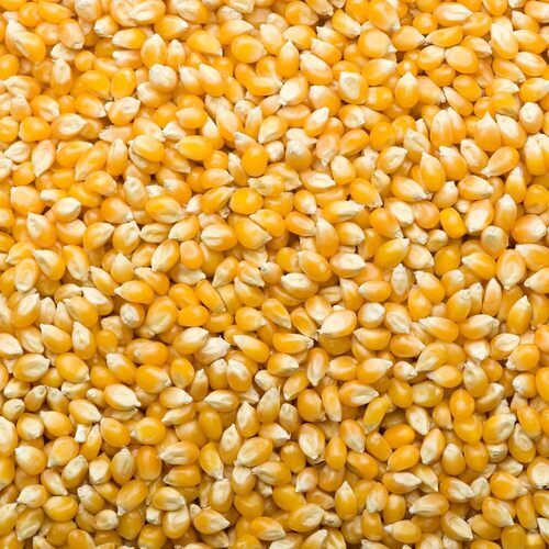 100% Organic Natural Yellow Fresh Corn