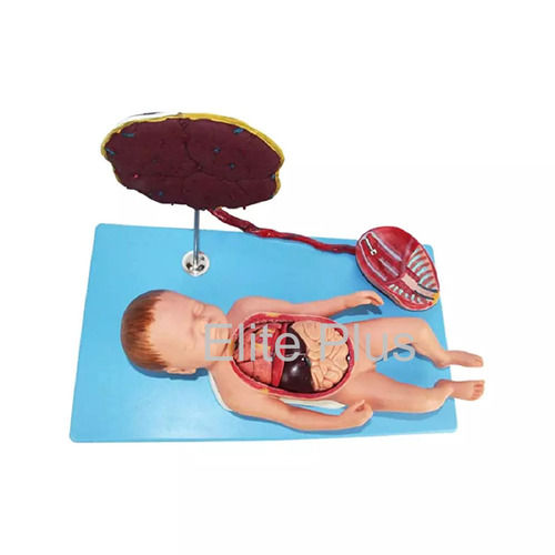 Fetus with Viscus and Placenta Manikin