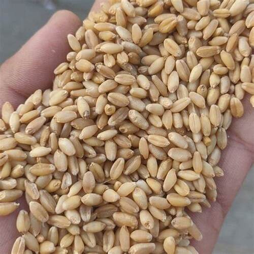 Indian Origin Whole Wheat Seed