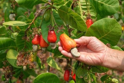 Cashew Nut 