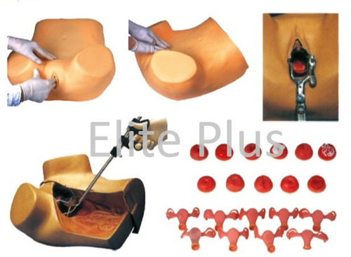 Gynaecological Examination Model