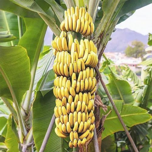 Full Sun Dried Banana Plant