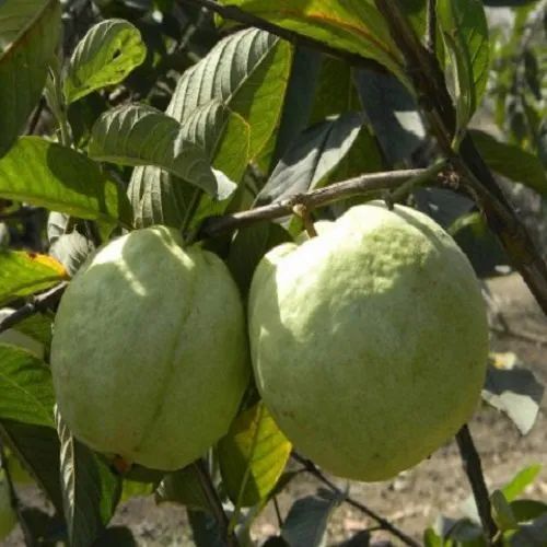 Barafkhana Guava Plant