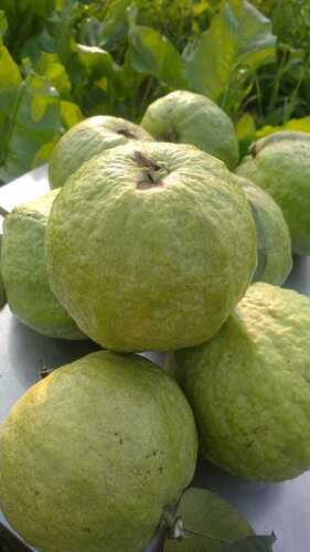 Fresh Guava