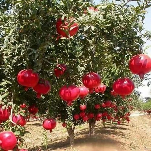 Well Drained Soil Specific Pomegranate Plant For Garden