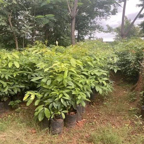 Mahogany Plant