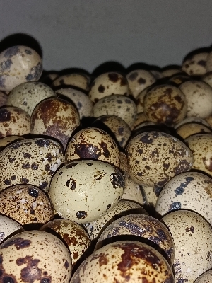 quail egg