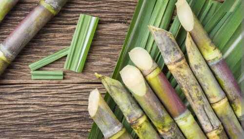 A Grade Fresh Green Organic Sugarcane