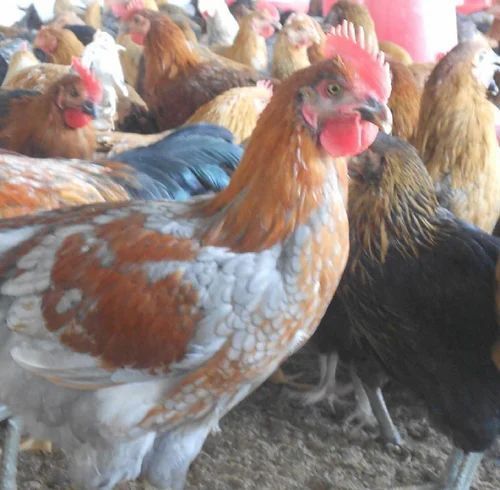 A Grade Disease Free Pure Healthy Large Size Live Country Chicken for Egg Production