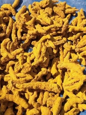 Healthy And Nutritious Yellow Turmeric Finger